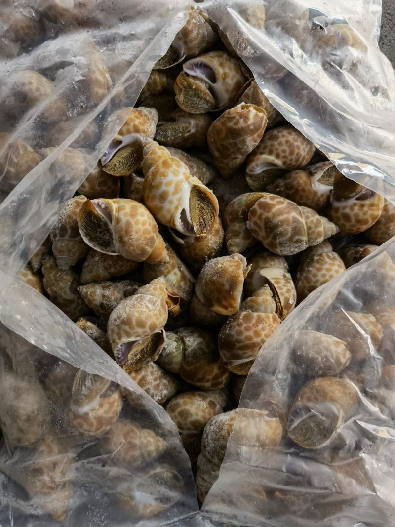 花螺批发冻凤螺批发花螺批发螺东风螺批发
