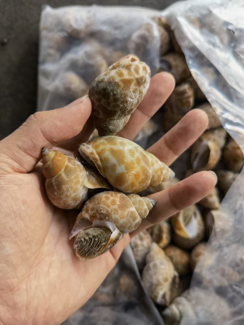 花螺批发冻凤螺批发花螺批发螺东风螺批发