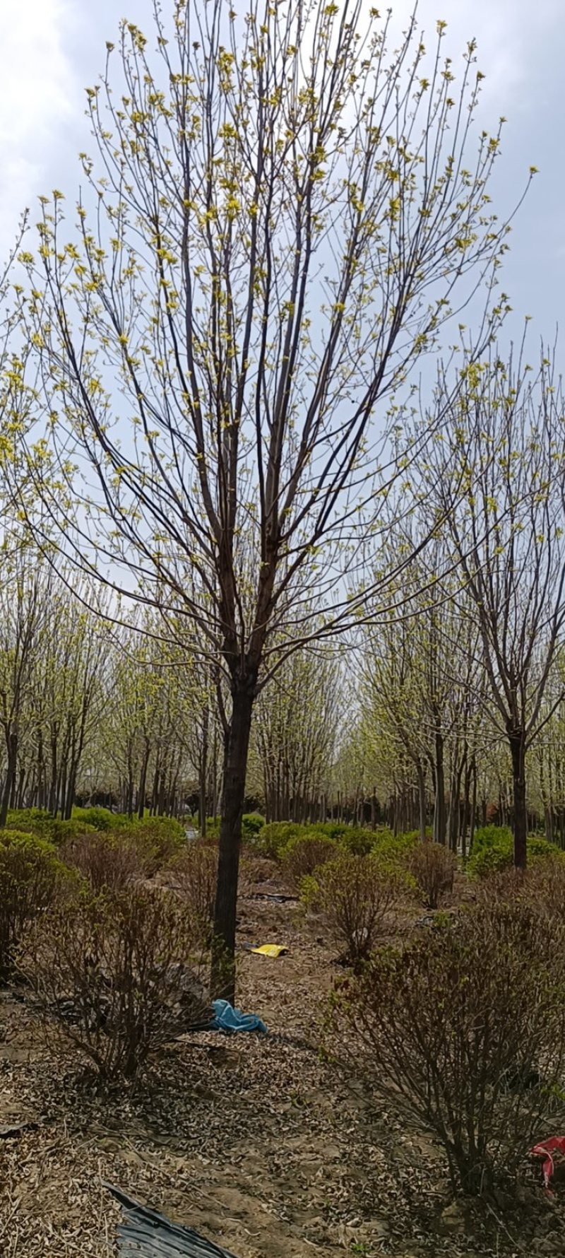 15公分一级白蜡精品白蜡分支点2.8米