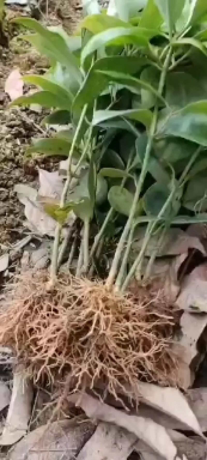 藤县古龙八角一年直生苗