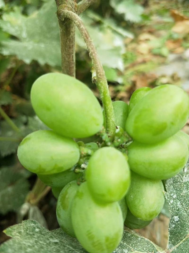 红夏音葡萄苗(红阳光),抗病粒大,糖度高,香味浓基地直发