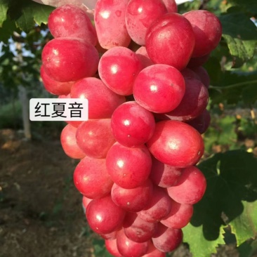 红夏音葡萄苗(红阳光),抗病粒大,糖度高,香味浓基地直发