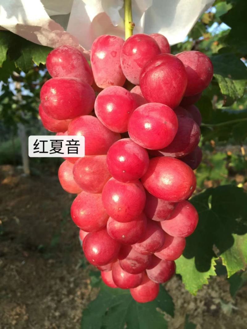 红夏音葡萄苗(红阳光),抗病粒大,糖度高,香味浓基地直发