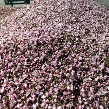 花粉桃树授粉用的野桃花粉