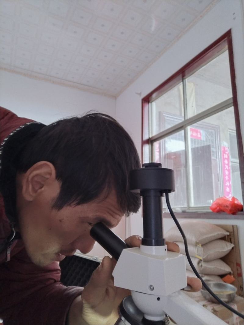 花粉桃树授粉用的野桃花粉