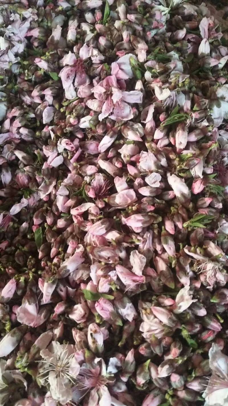 花粉桃树授粉用的野桃花粉