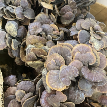 野生竹灵芝
