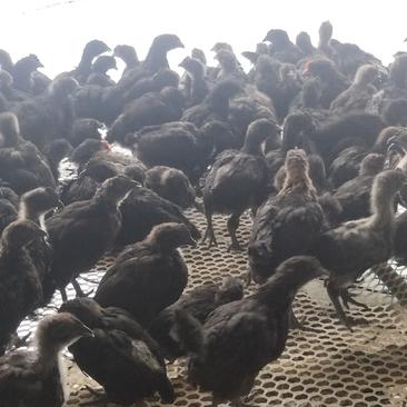 脱温鸡苗脱温五黑鸡苗五黑鸡养殖场批发出售