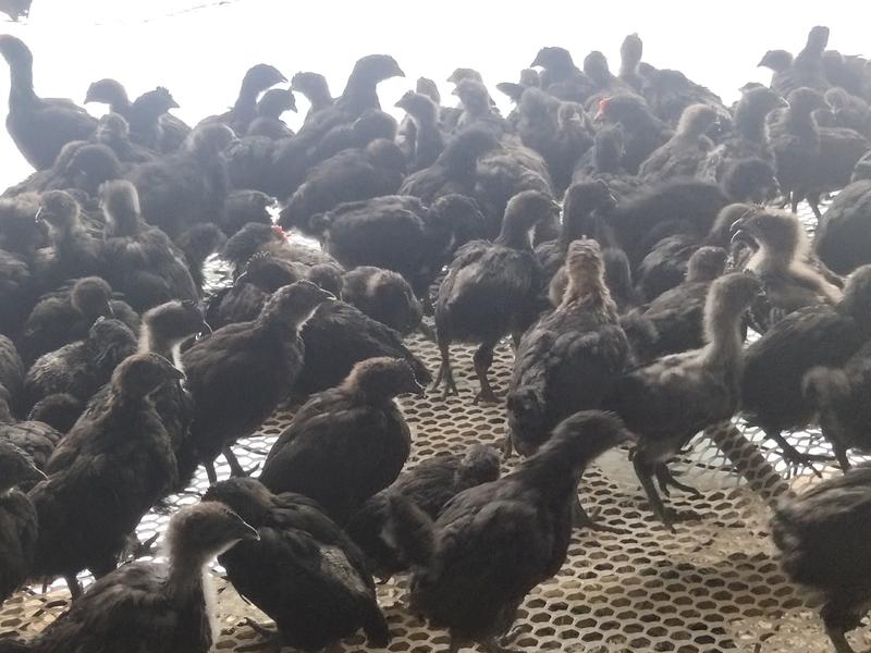 脱温鸡苗脱温五黑鸡苗五黑鸡养殖场批发出售