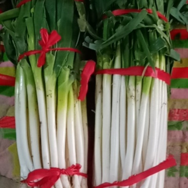 优制铁杆，毛葱，净葱