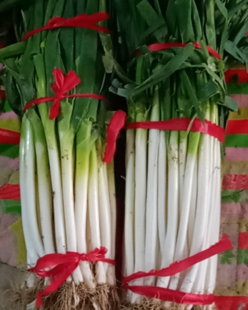 优制铁杆，毛葱，净葱