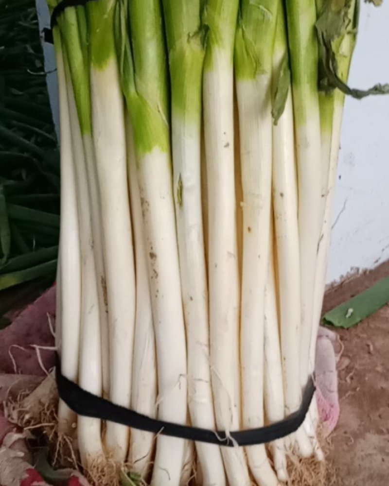 优制铁杆，毛葱，净葱