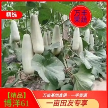 [实力代收】山东滨州博洋61精品万亩优质甜瓜种植基地