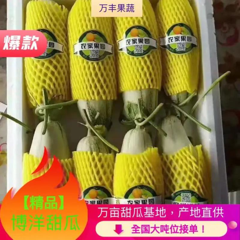 山东惠民博洋61万亩优质甜瓜种植基地大量供货中！