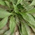 新产车前子种子车前草车前子，5斤以上非边远地区包邮