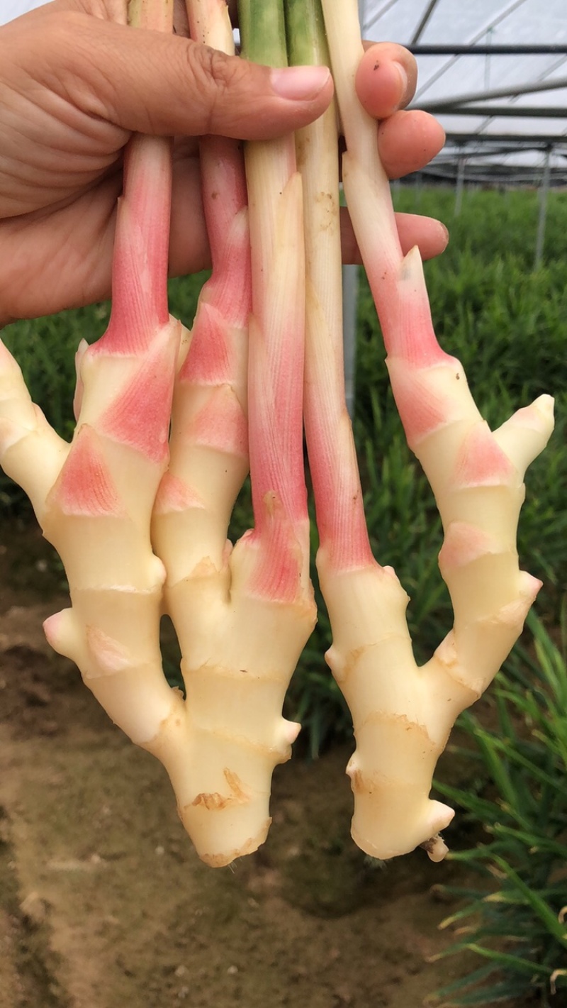腌制姜、姜芽、子姜、姜母、大基地上市一手货源