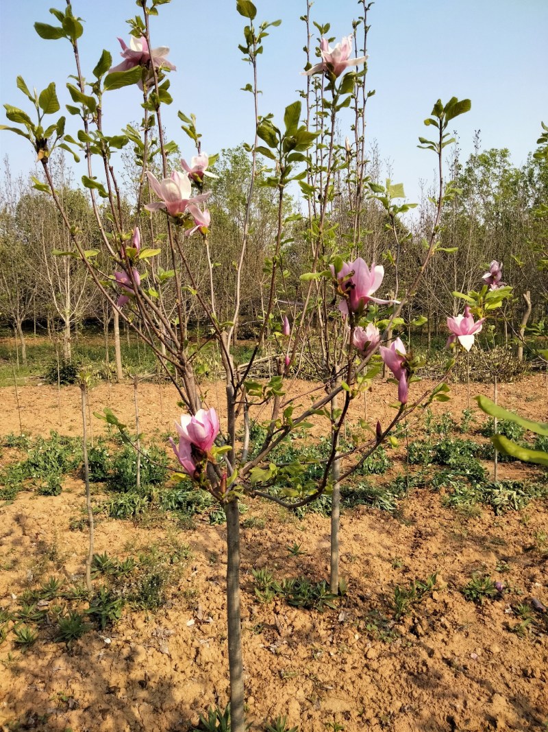 玉兰树2公分到12公分