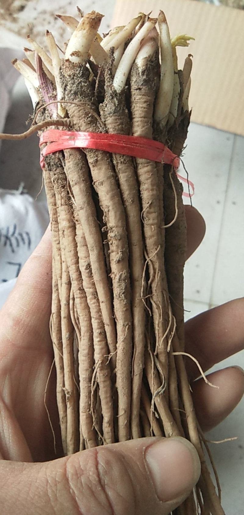 出售新产当归种子当归籽欧当归，5斤以上包邮