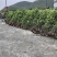 法国冬青//毛娟