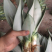白玉虎皮兰植物稀有虎尾兰盆栽吸甲醛基地直发