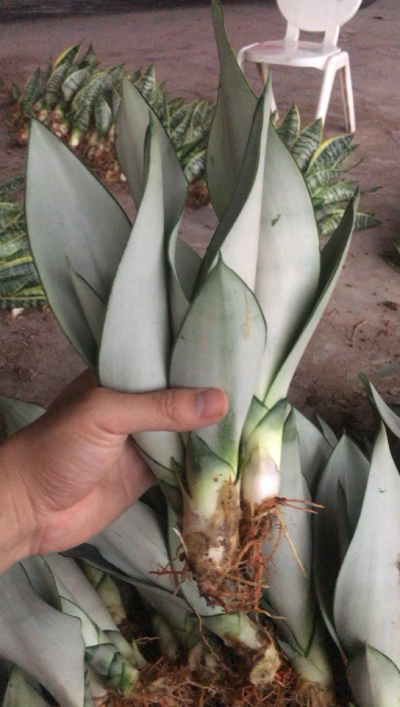 白玉虎皮兰植物稀有虎尾兰盆栽吸甲醛基地直发