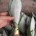 白玉虎皮兰植物稀有虎尾兰盆栽吸甲醛基地直发