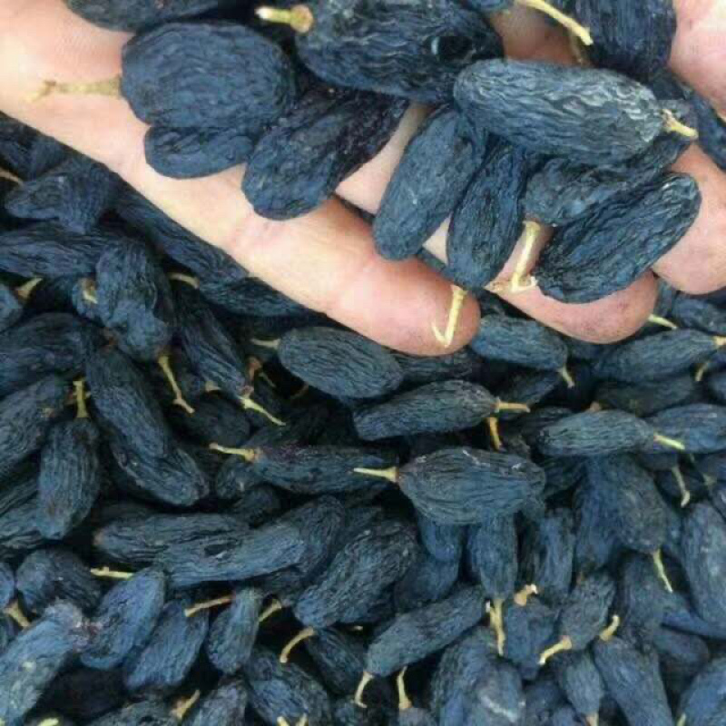 黑加仑葡萄干各种大小颗粒各种规格