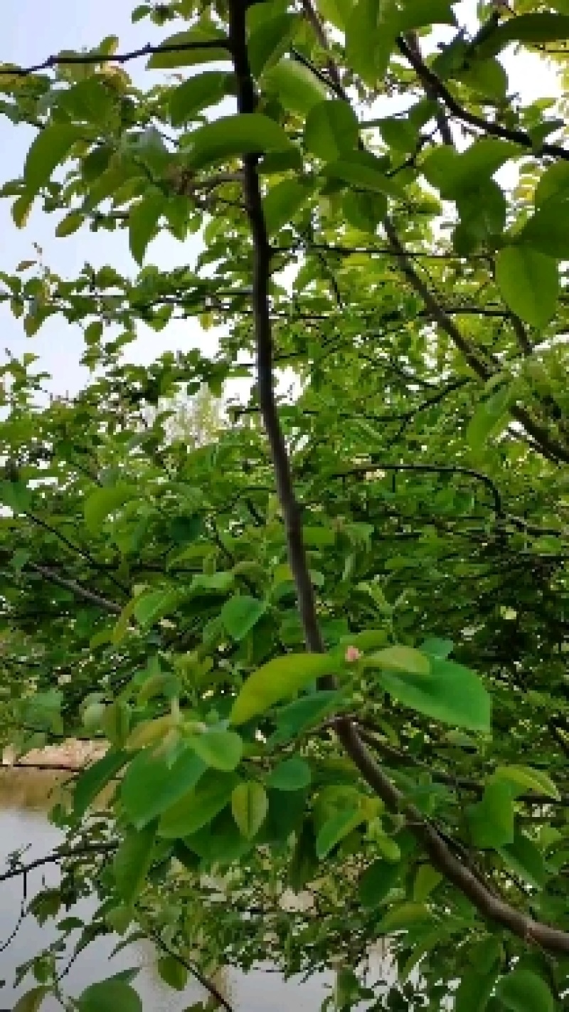 酸木瓜出售价格给力有需要的私聊价格超低量大价优