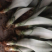 白玉虎皮兰植物稀有虎尾兰盆栽吸甲醛基地直发