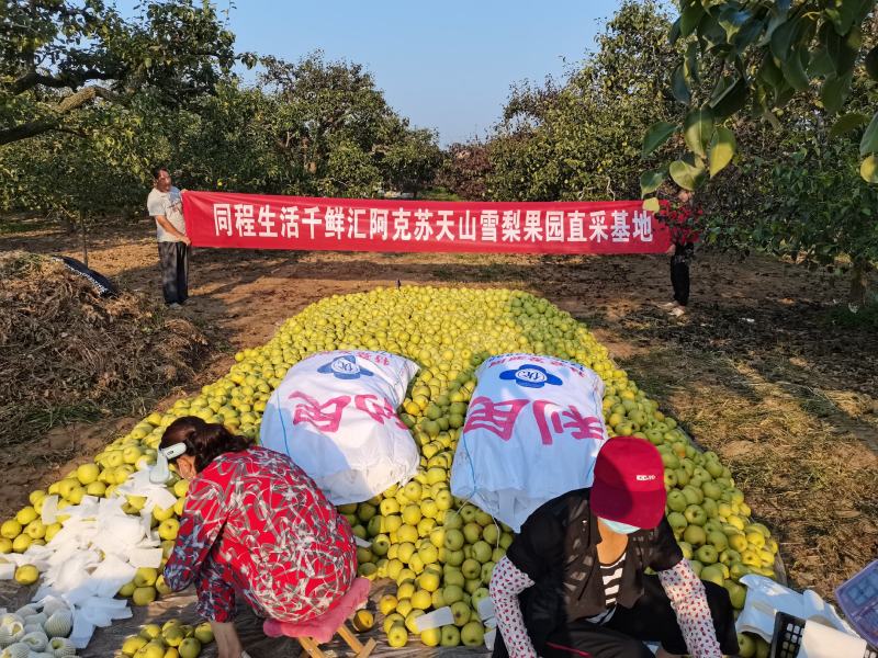 【酥梨】砀山梨酥梨批发零售承接电商商超一件代发等