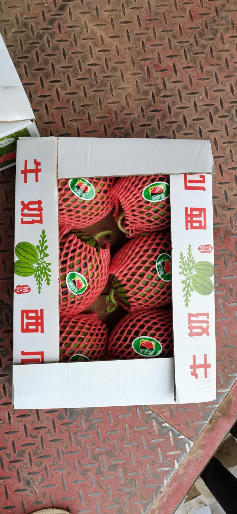 早春红玉牛奶西瓜新鲜上市安徽产地直供，口感好，糖度高，开发票