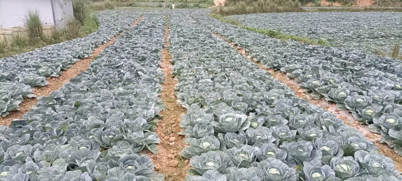 普惠合作社
