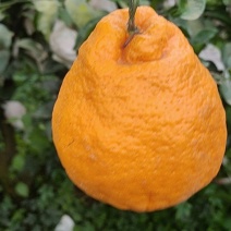 春见耙耙柑