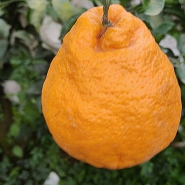 春见耙耙柑