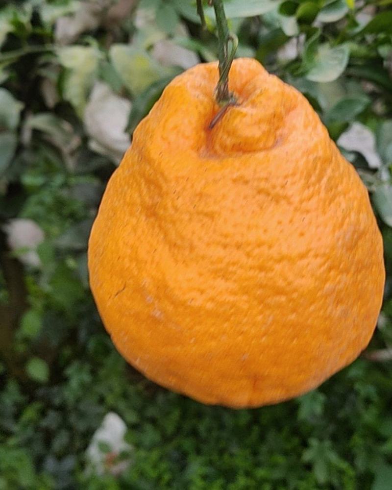 春见耙耙柑
