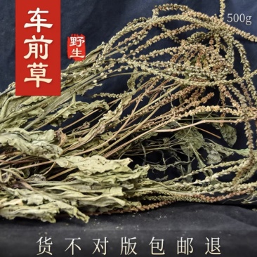 车前草中药材新贷无硫正品车前草泡茶500g