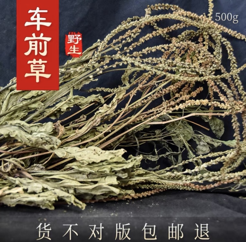 车前草中药材新贷无硫正品车前草泡茶500g