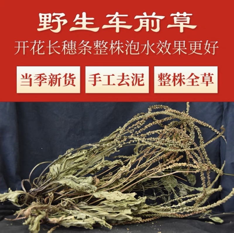 车前草中药材新贷无硫正品车前草泡茶500g