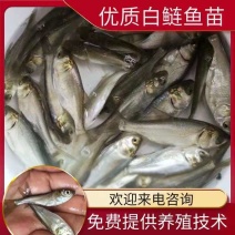 白鲢鱼苗，洪湖本也孵化养殖苗，抗病强生长快