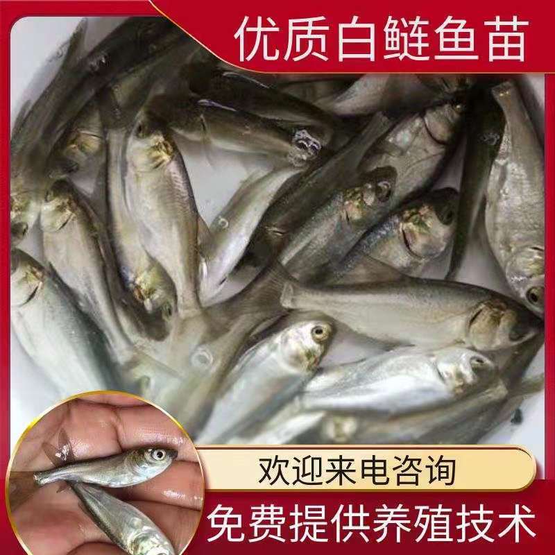 白鲢鱼苗，洪湖本也孵化养殖苗，抗病强生长快