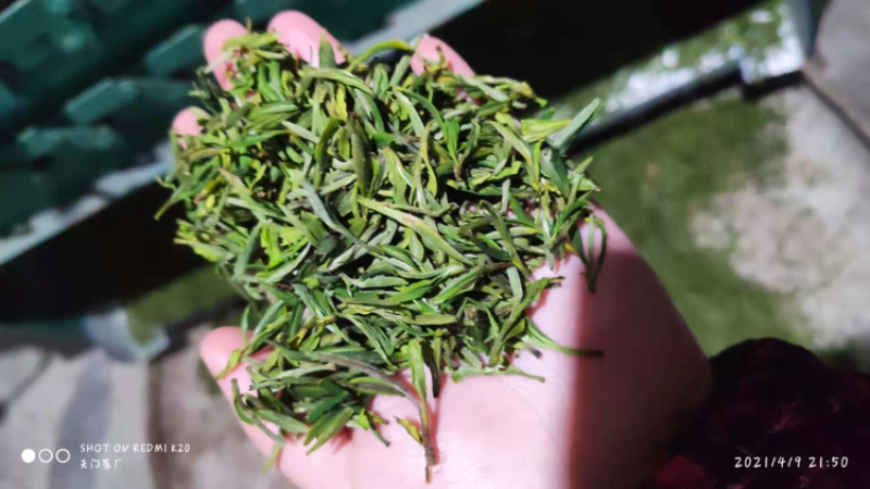 茶叶2022明前黄芽800一斤中高端绿茶【回甘好】