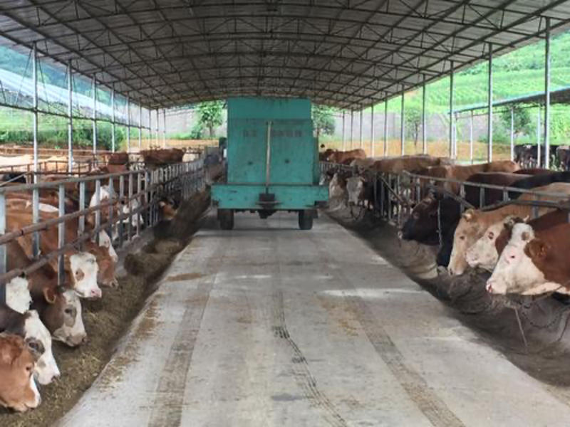 山东优质育肥牛保3个月成活包回收包技术全国免费运输