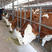 山东优质育肥牛保3个月成活包回收包技术全国免费运输