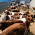 山东育肥牛包成活技术免费运输到家买10头送2头