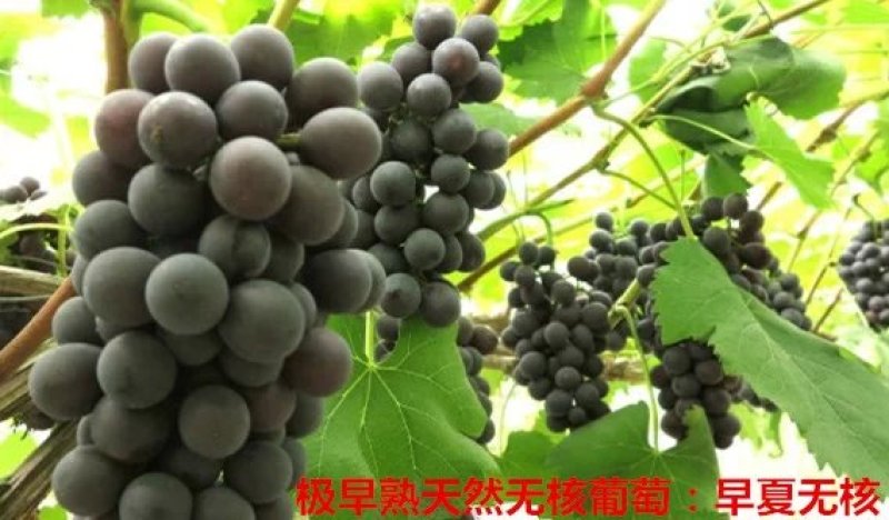 早夏无核葡萄苗，早熟，自然无核，脆甜高产保纯基地直发