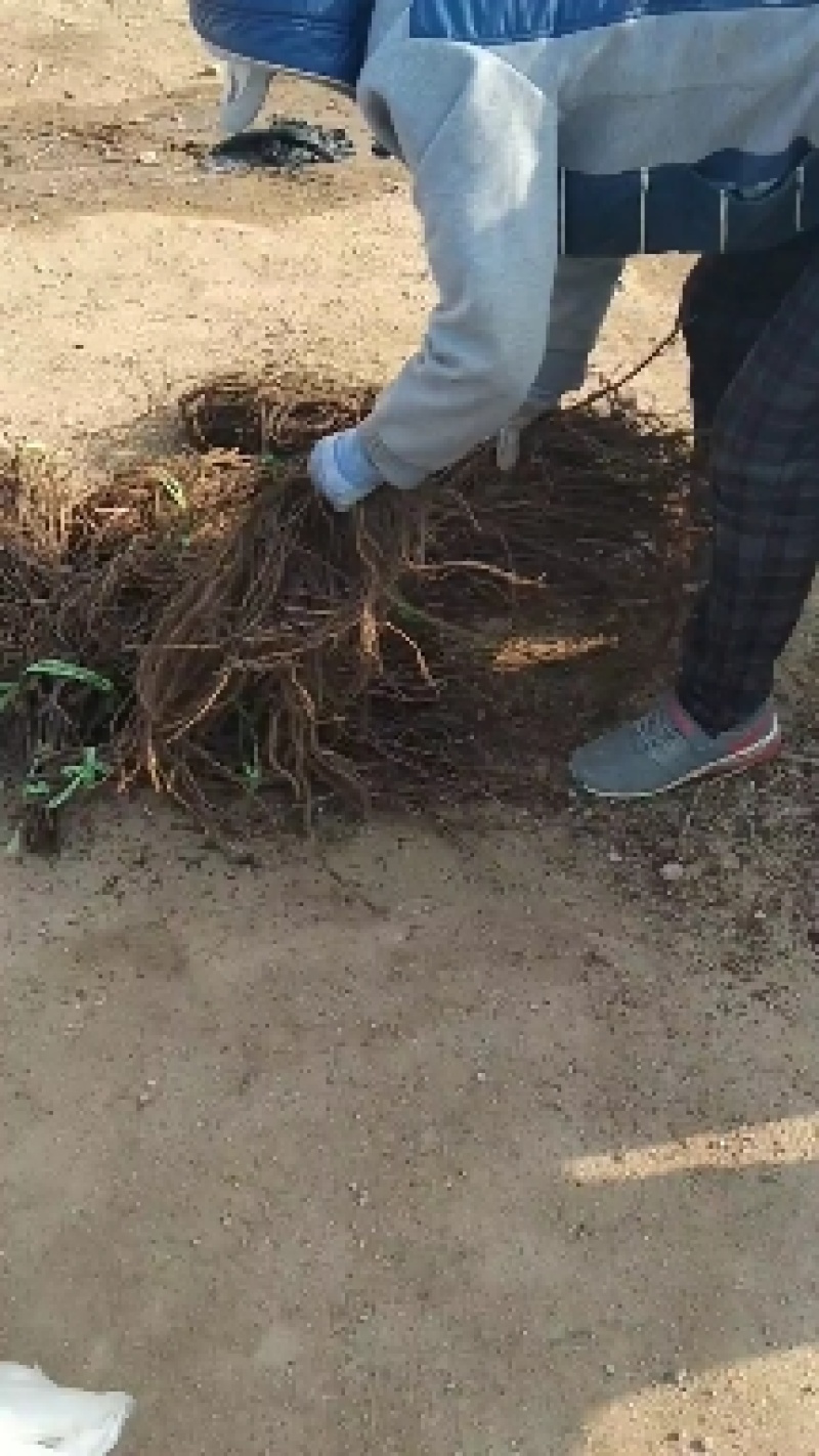 早夏无核葡萄苗，早熟，自然无核，脆甜高产保纯基地直发