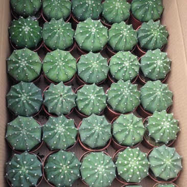短毛丸多肉植物福建漳州精品多肉仙人球
