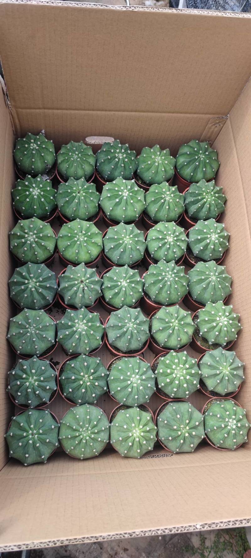 短毛丸多肉植物福建漳州精品多肉仙人球