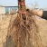 早夏无核葡萄苗，早熟，自然无核，脆甜高产保纯基地直发
