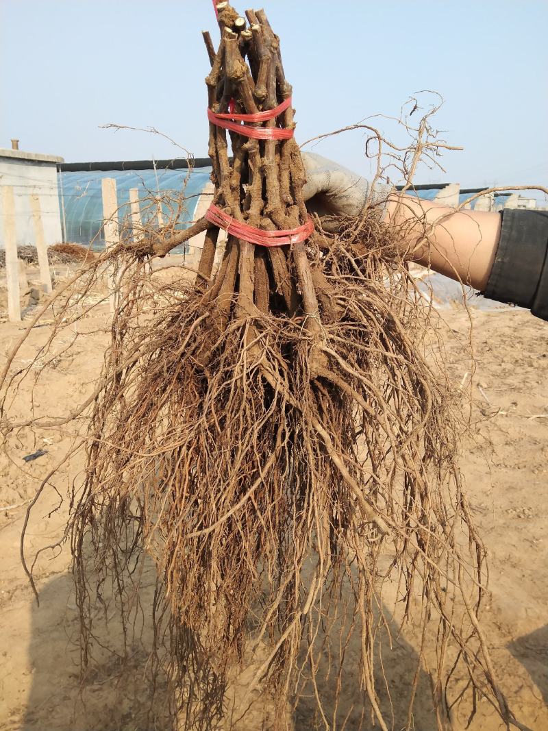 早夏无核葡萄苗，早熟，自然无核，脆甜高产保纯基地直发